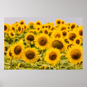 Poster Farms   A Sunflower