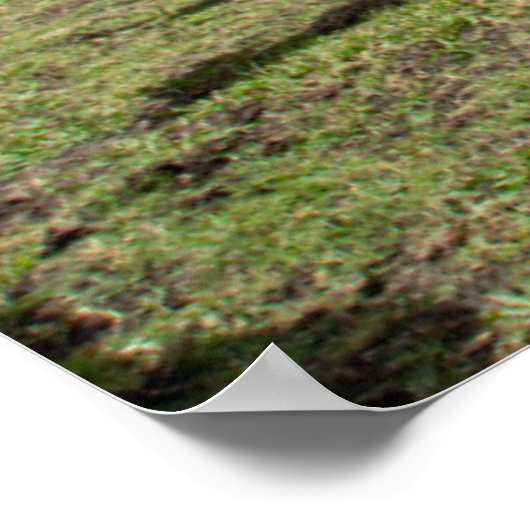 Poster Farms | Brown cow (Coin)