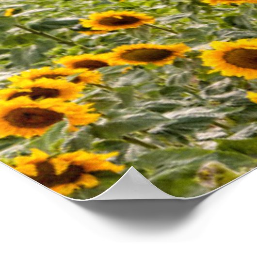 Poster Farms | Field (Coin)