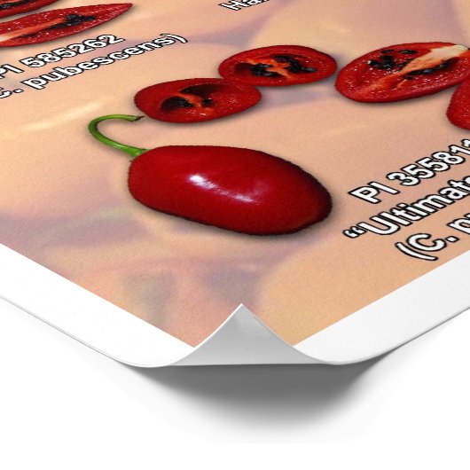 Poster Fatalii's Split Chile Peppers ! (Coin)