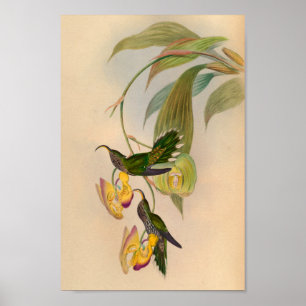 Poster Faucille 1861 d'impression de colibri de cru