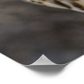 Poster Faucon (Coin)