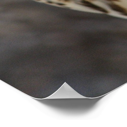 Poster Faucon (Coin)