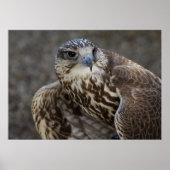 Poster Faucon (Devant)