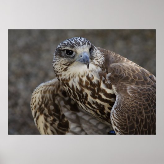 Poster Faucon (Devant)