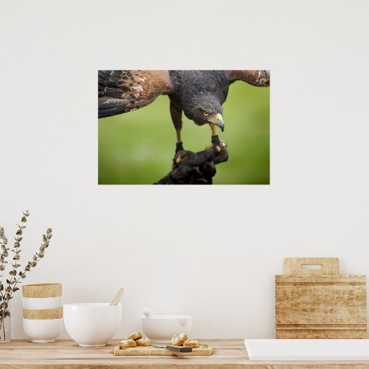 Poster faucon (Cuisine)