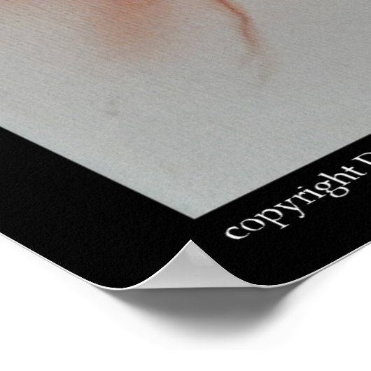 Poster Faucon (Coin)