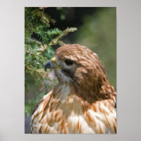 Faucon à épaulettes rouges