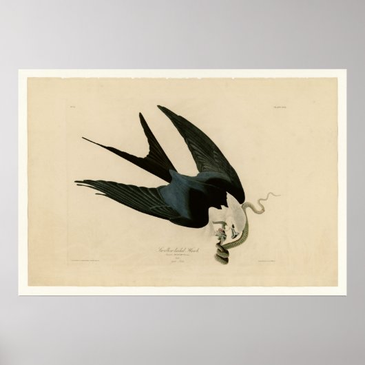 Poster Faucon à queue mouchetée (Devant)