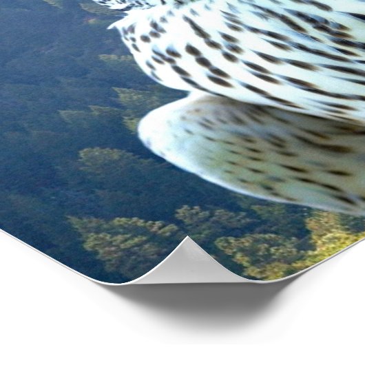 Poster Faucon blanc (Coin)