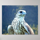 Poster Faucon blanc (Devant)