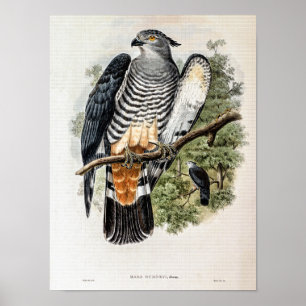 Poster Faucon-coucou de Gurney par John Gould
