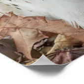 Poster Faucon coupé la queue par rouge (Coin)