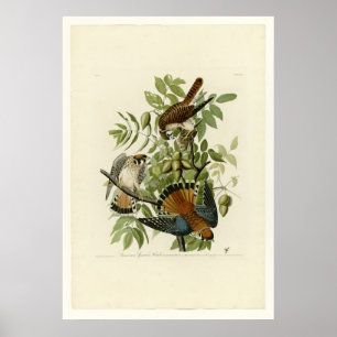 Poster Faucon de moineau américain