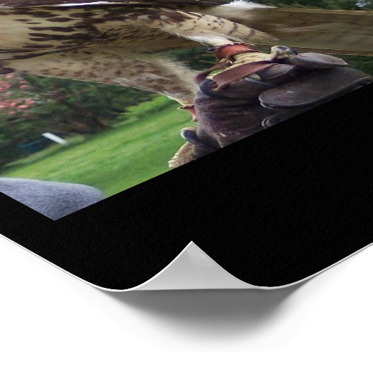 Poster Faucon de queue rousse juvénile (Coin)