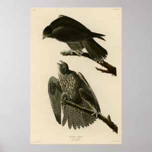 Poster Faucon du Labrador des oiseaux d'Amérique d'Audubo