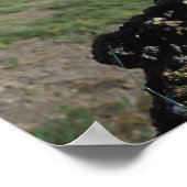 Poster faucon gerfaut, Falco rusticolus, juvénile (Coin)