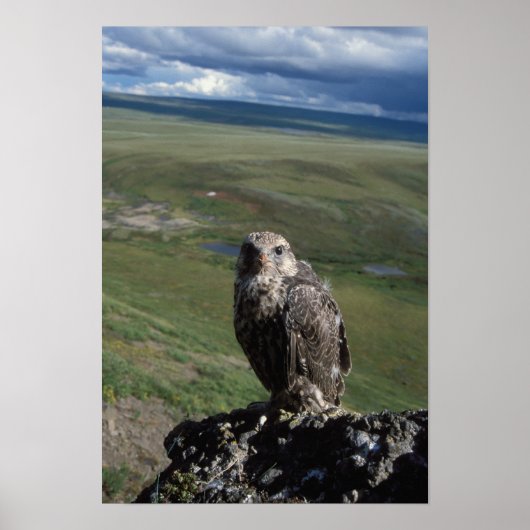 Poster faucon gerfaut, Falco rusticolus, juvénile (Devant)