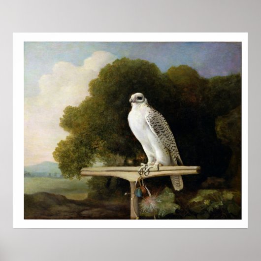 Poster Faucon groenlandais (Faucon gris), 1780 (huile sur (Devant)