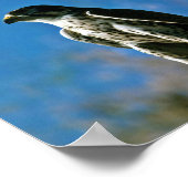 Poster Faucon pèlerin (Coin)