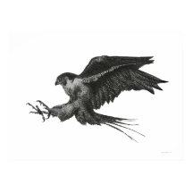 Faucon pèlerin encre et plume noir et blanc