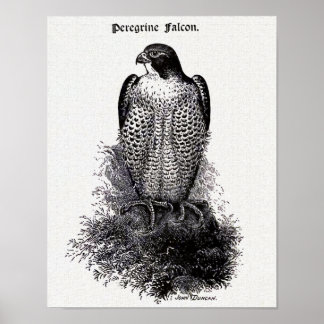 Poster Faucon pèlerin Illustration Vintage d'oiseaux