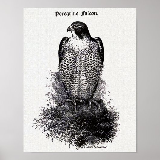 Poster Faucon pèlerin Illustration Vintage d'oiseaux (Devant)