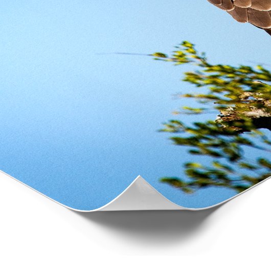 Poster Faucon sauvage (Coin)