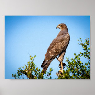 Poster Faucon sauvage