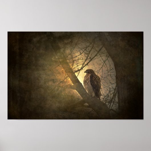 Poster faucon sur branche d'arbre (Devant)