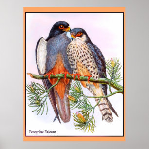 Poster Faucons pèlerins