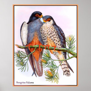 Poster Faucons pèlerins