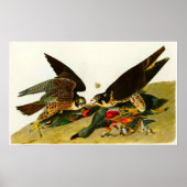 Poster Faucons pèlerins John James Audubon 1838 (Devant)
