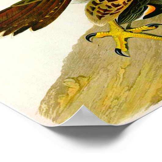 Poster Faucons pèlerins John James Audubon 1838 (Coin)