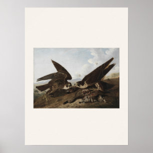 Poster Faucons pèlerins par Audubon - Art d'oiseau vintag