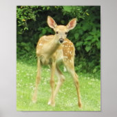 Poster Faune (Devant)
