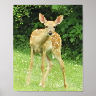 Poster Faune