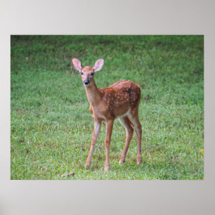 Poster Faune