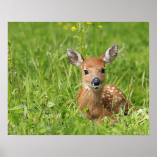 Poster Faune