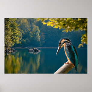 Poster Faune