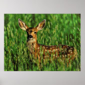 Poster Faune 11 bumped (Devant)