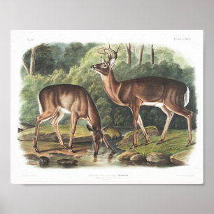 Poster Faune américaine de cerfs de Virginie ou de commun