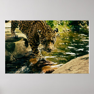 Poster Faune Animaux sauvages Nature léopard