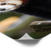 Poster Faune du Panda roux (Coin)