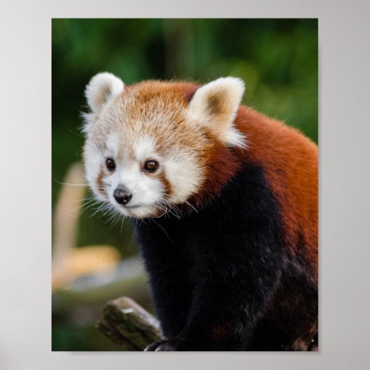 Poster Faune du Panda roux (Devant)