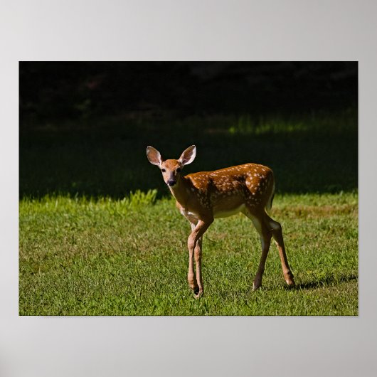 Poster Faune localisée (Devant)