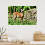 Poster Faune localisée (Cuisine)