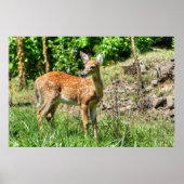 Poster Faune localisée (Devant)