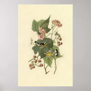 Poster Fauvette de la magnolia d'Audubon