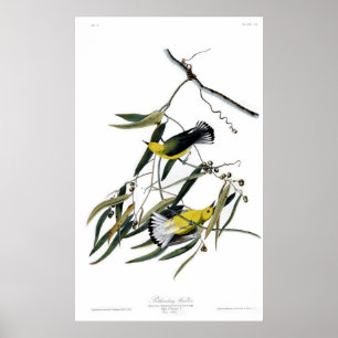 Poster Fauvette de Prothonotary